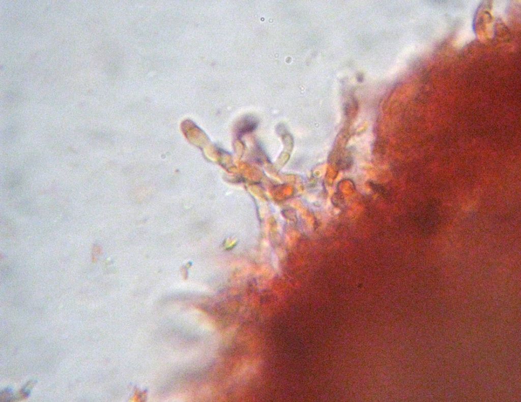 Steccherinum?